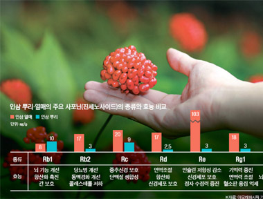 인삼은 뿌리보다 열매! 사포닌 성분 최고 30배 많아요 상세보기