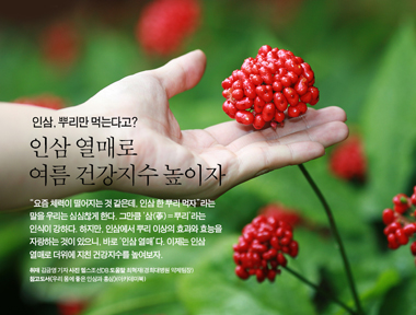 인삼 열매로 여름 건강지수 높이자 상세보기