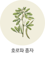 호로파 종자