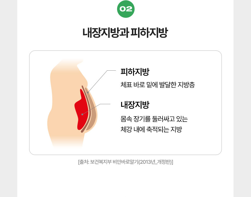 02 내장지방과 피하지방